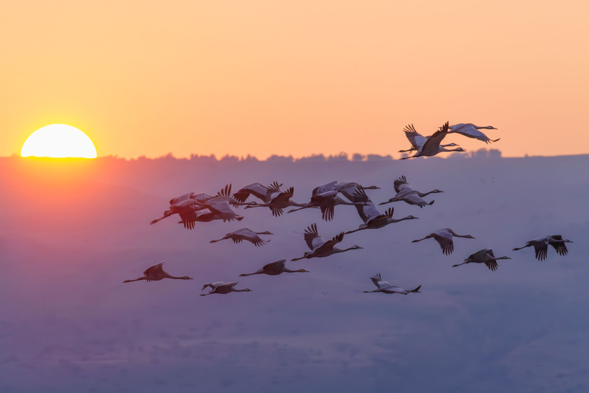 Bird Migration: One of Nature's Most Extraordinary Journeys