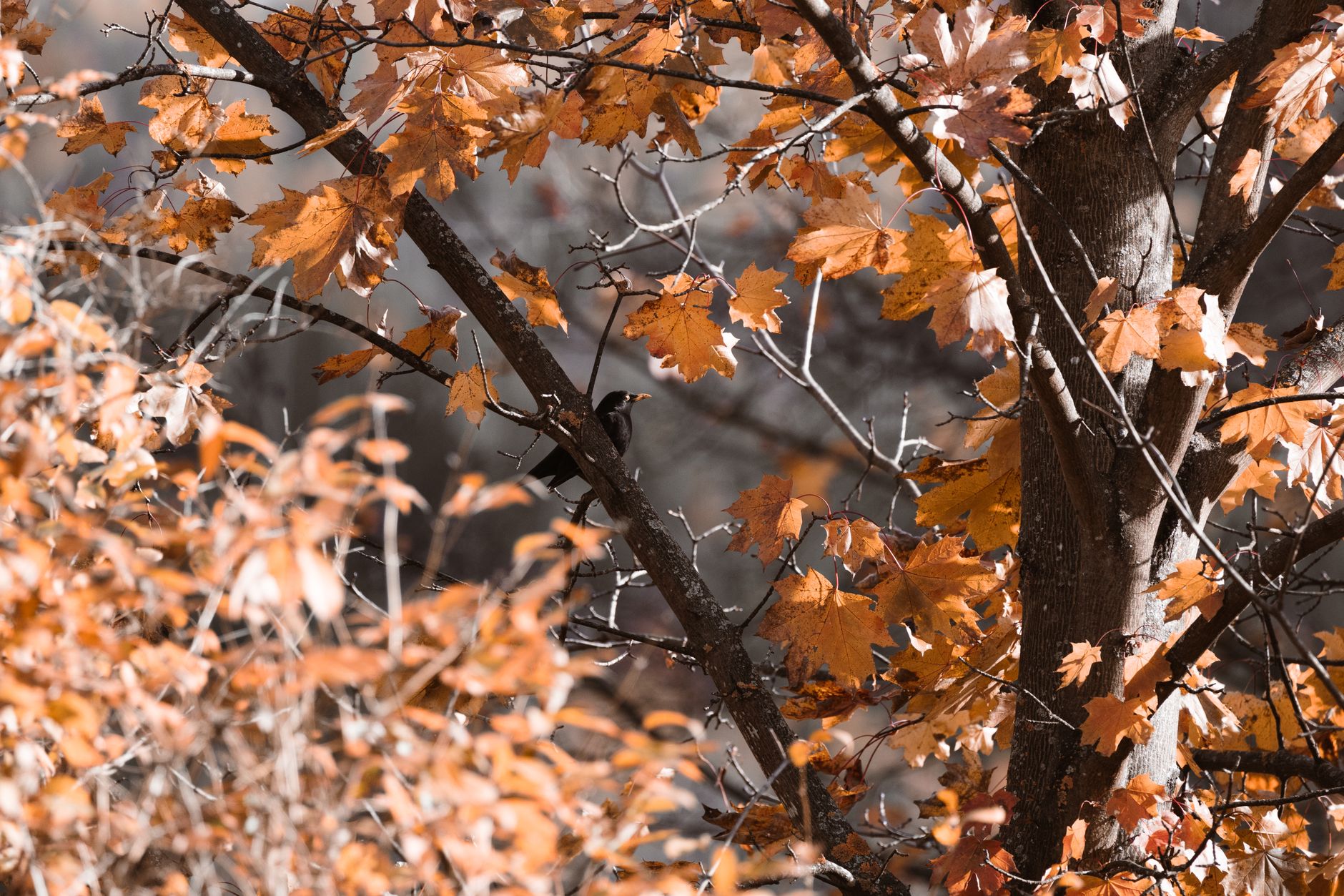 Birdwatching for Beginners: How to Start This Life-Changing Hobby