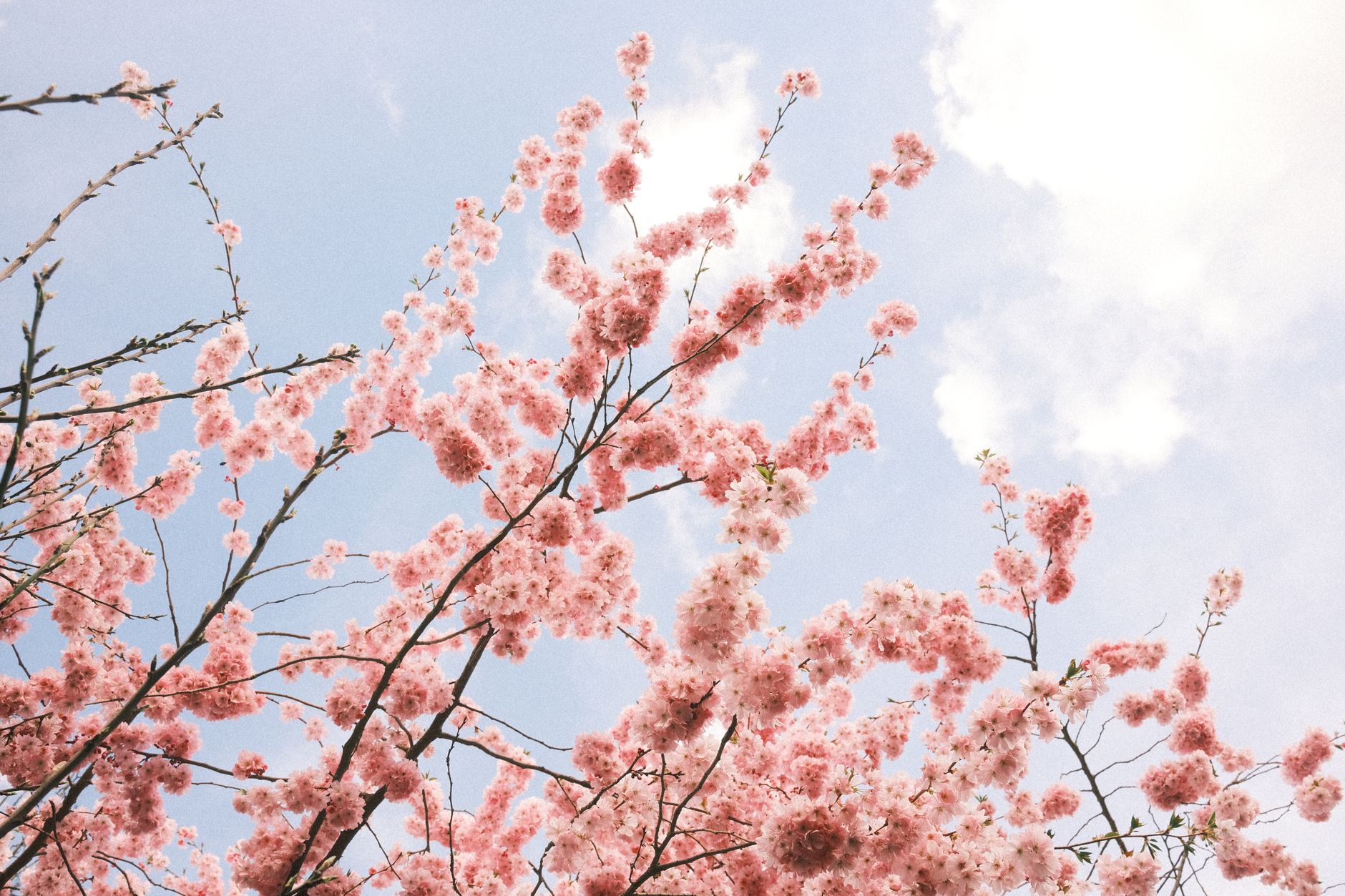 Cherry Blossom Season: The Complete Guide to Seeing Peak Bloom