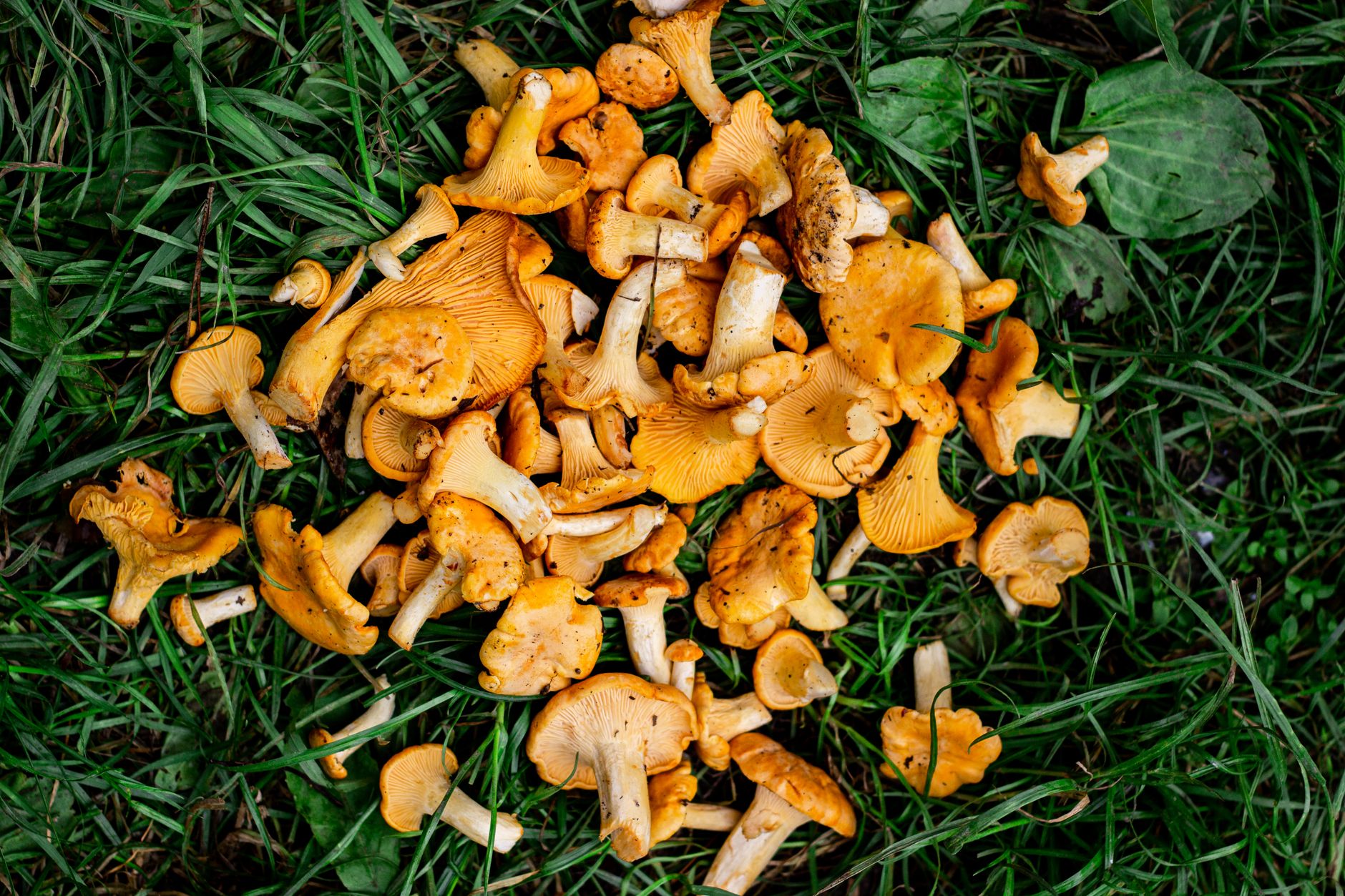 Foraging for Beginners: How to Find Wild Food in Your Area