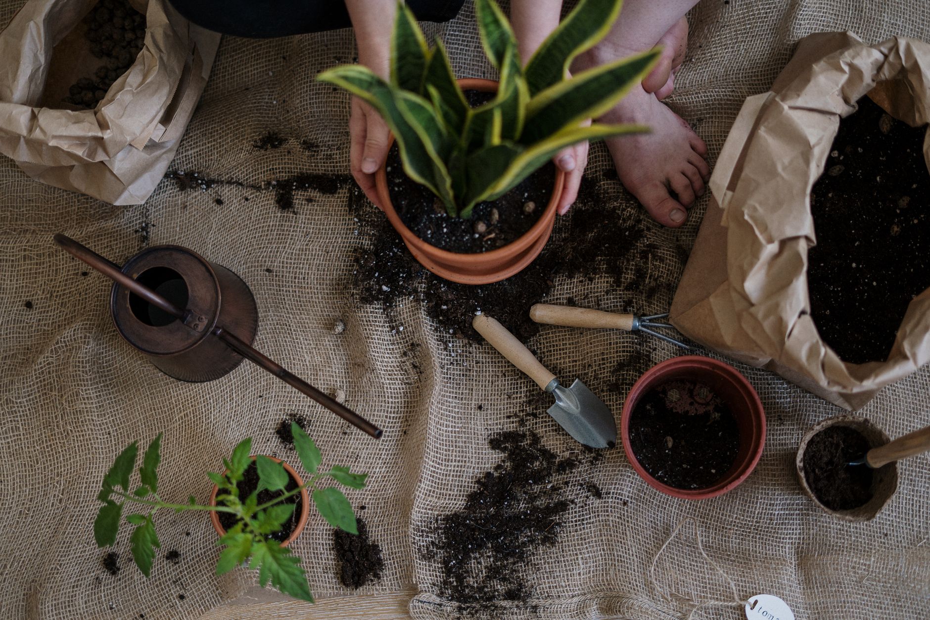 Gardening for Beginners: Everything You Need to Start Growing Your Own Food