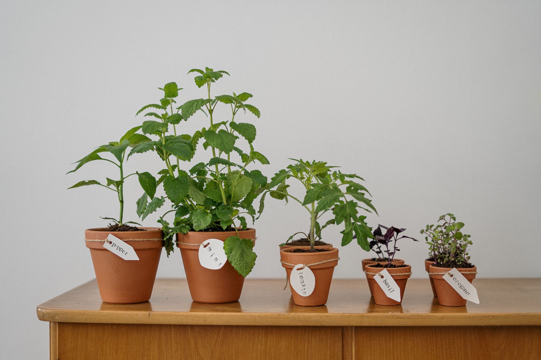 Growing Herbs Indoors: The Complete Beginner's Guide