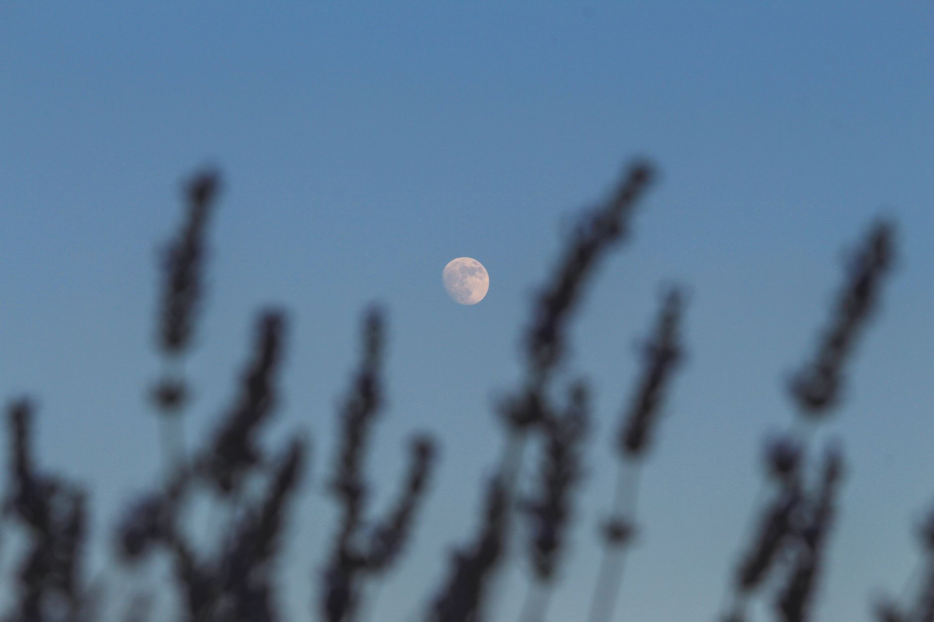 Moon Gardening: Does Planting by the Lunar Cycle Actually Work?
