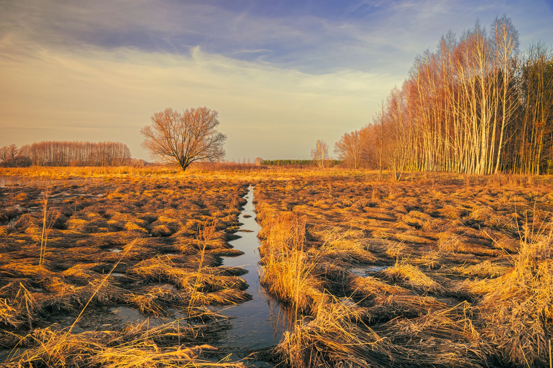 The Ecological Importance of Wetlands