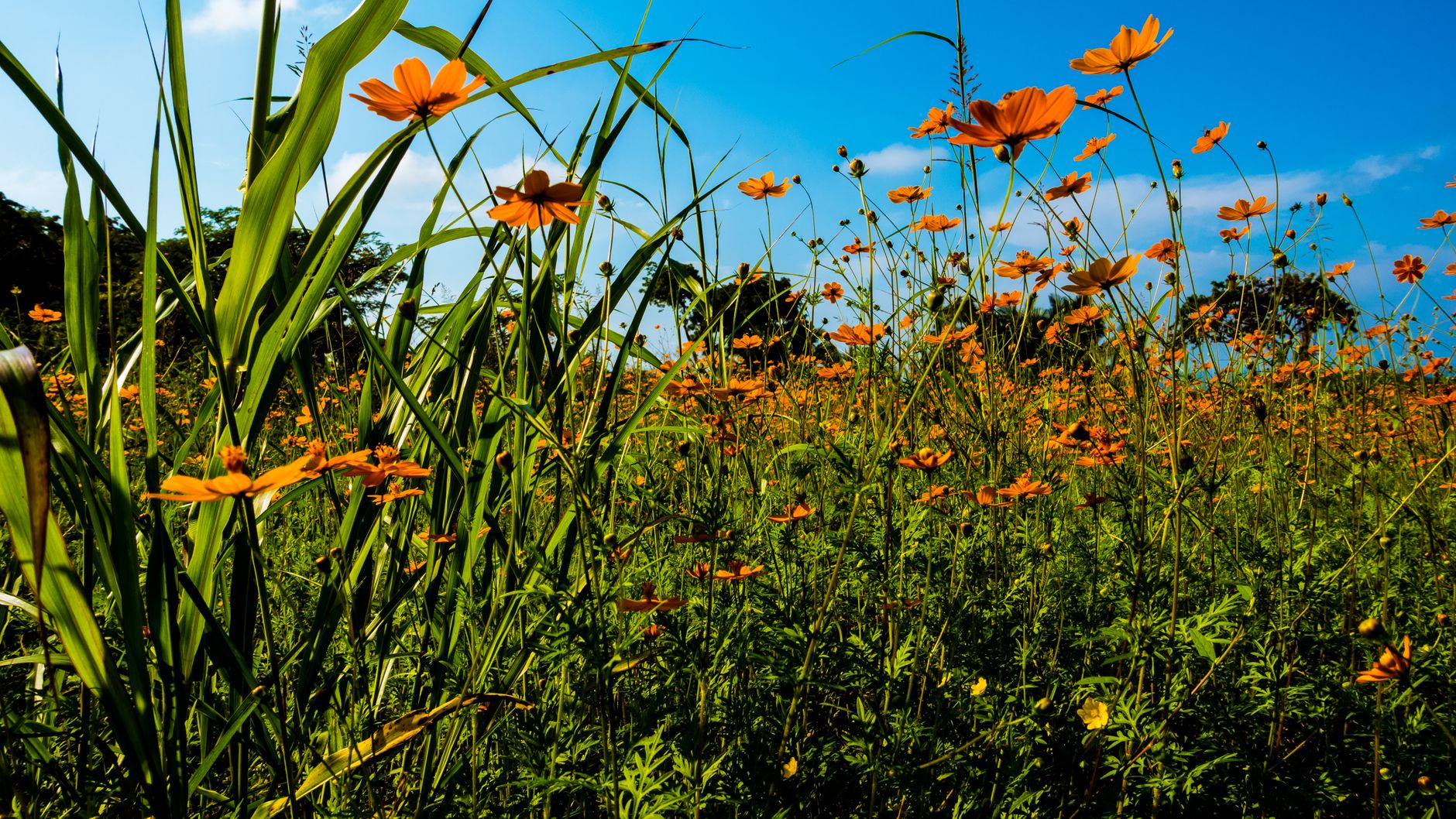 The Most Stunning Wildflower Seasons Around the World and When to See Them