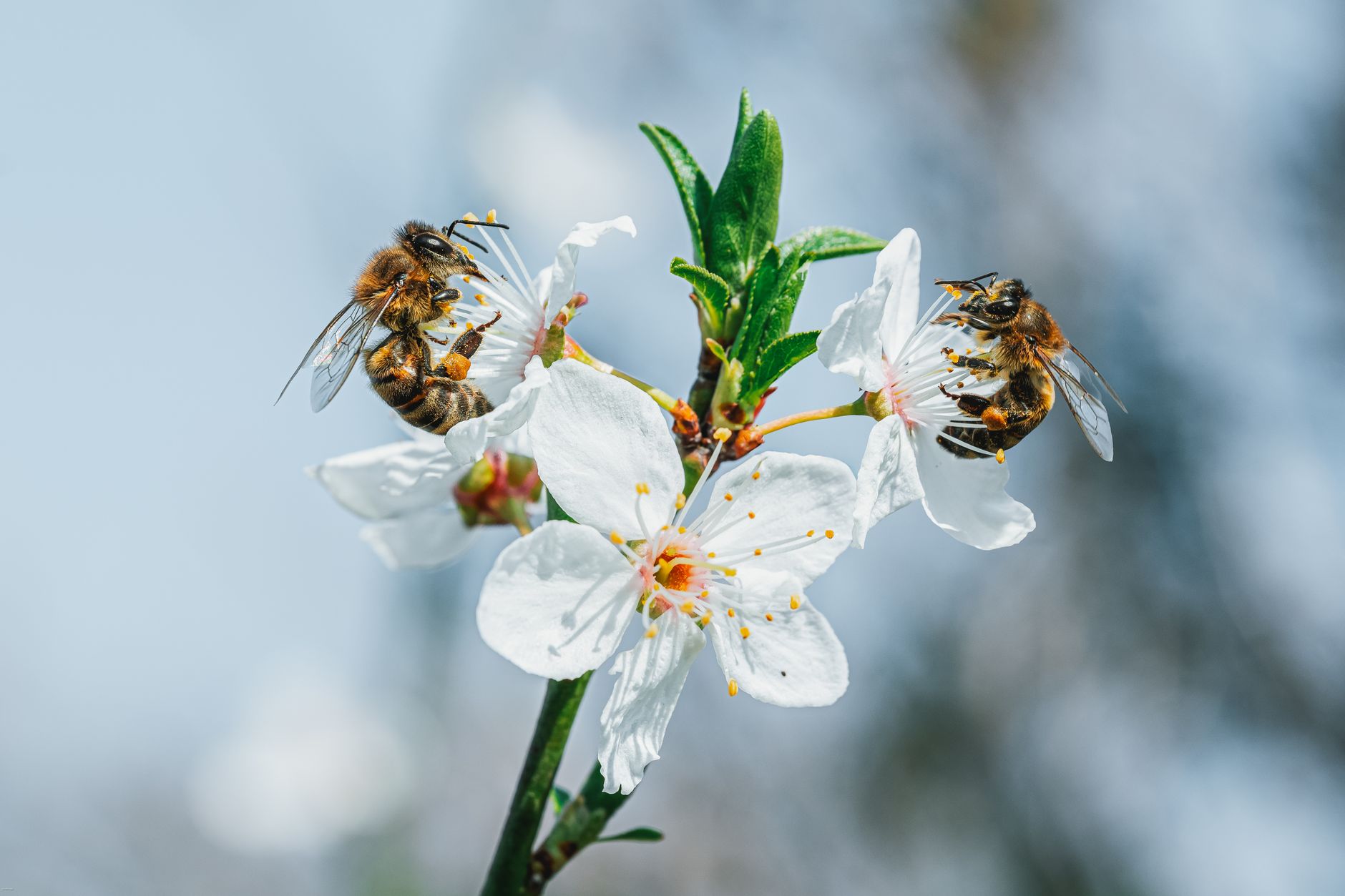 The Remarkable Life of Bees and Why We Cannot Lose Them