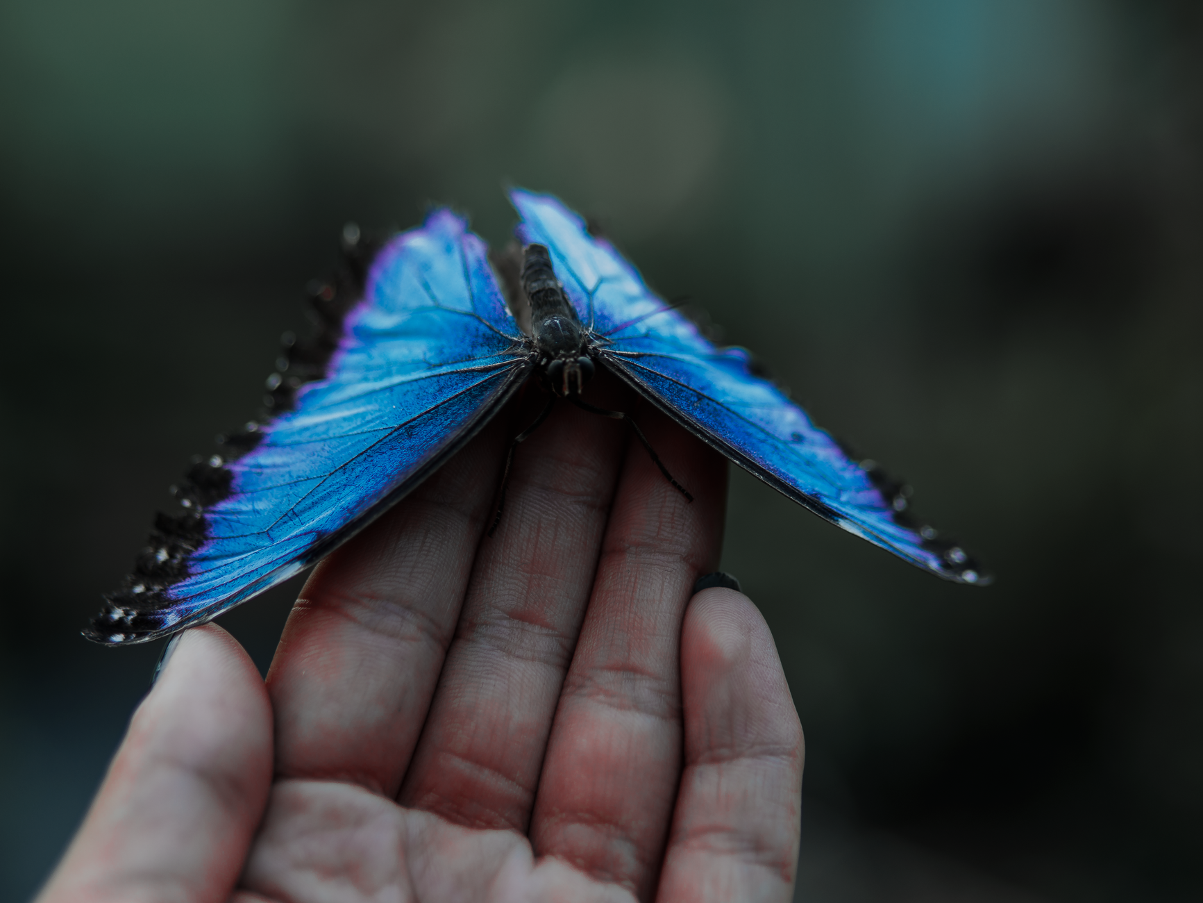 The Remarkable World of Butterflies and Why They Matter
