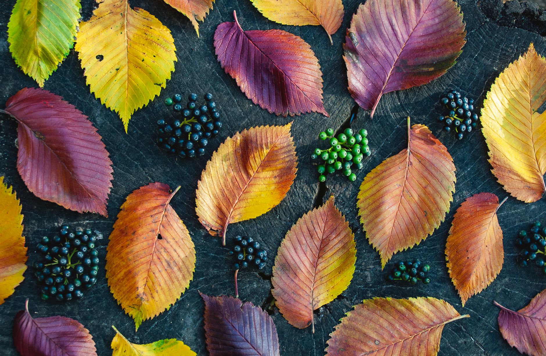 The Science Behind Seasonal Changes and How They Affect Your Mood