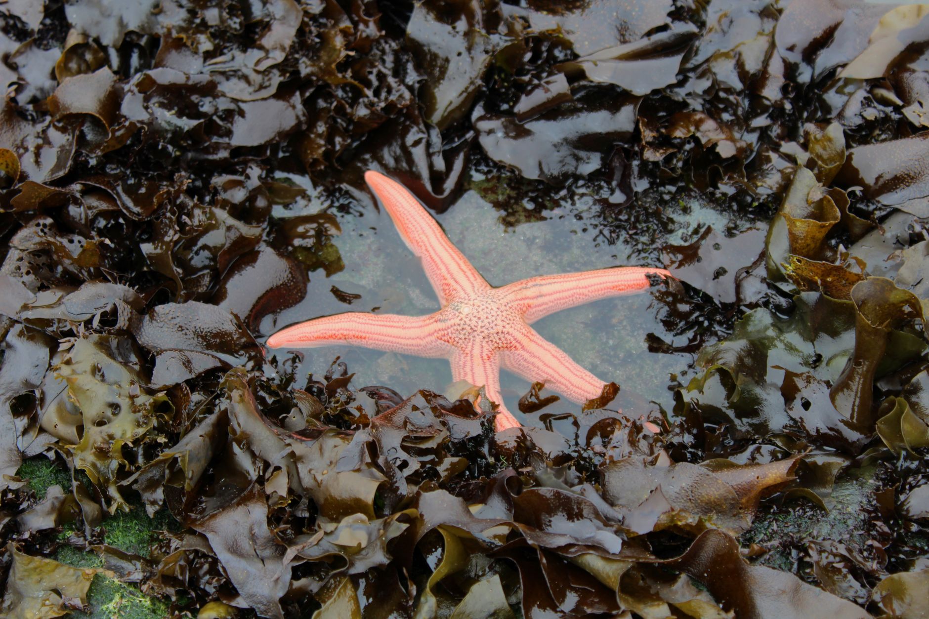 Tide Pools: The Extraordinary World at the Edge of the Ocean
