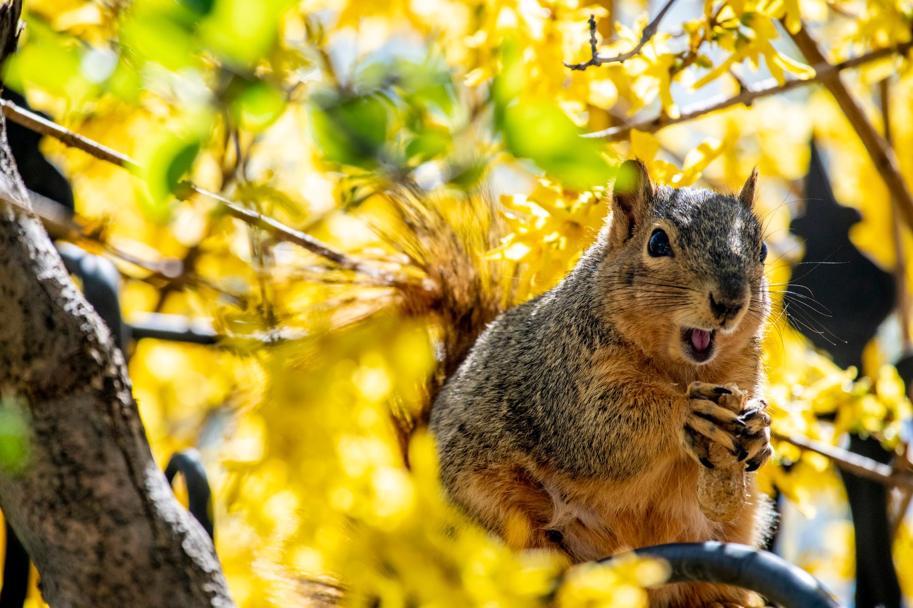 Urban Wildlife: The Surprising Animals Sharing Your City
