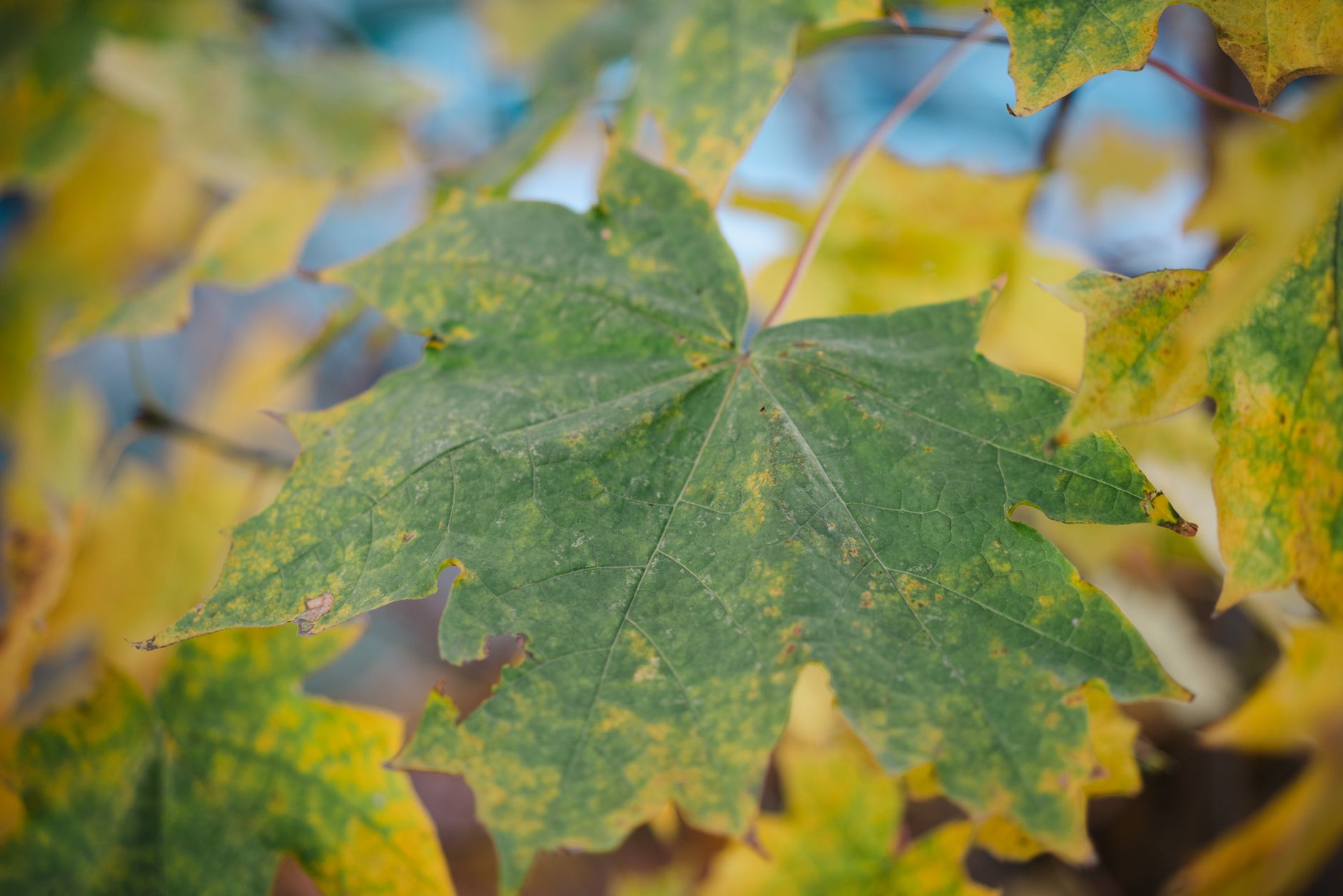Why Autumn Leaves Change Color: The Science Behind the Spectacle